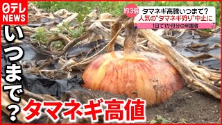 【高騰止まらず】卸売価格平年の約3倍に…“北海道産”の収穫量が不足解消のカギか