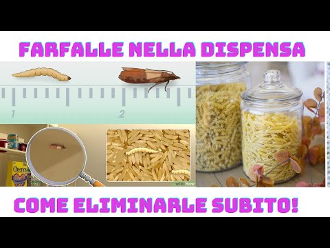 CASA| ELIMINARE LE FARFALLE DALLA DISPENSA