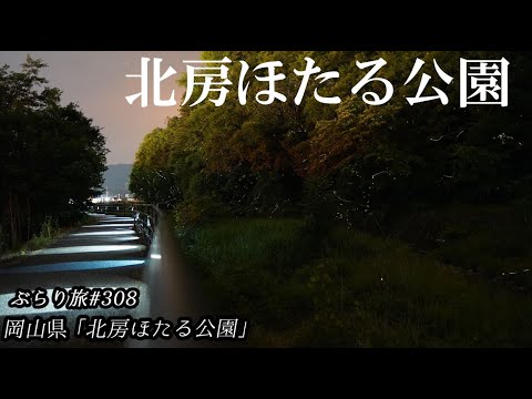 【2022年ホタルの状況は？アクセスは？】ぶらり旅 第308回 「岡山県：北房ほたる公園」-fire fly-