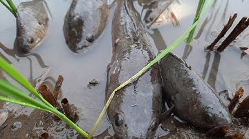 Catch perch and snakehead fish in the field | Catch perch and snakehead fish in the field