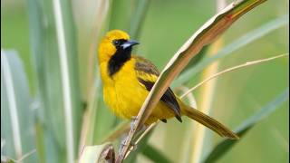 Yellow-tailed Oriole in Colombia