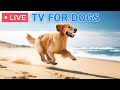  dog musicprevent boredom of dogs  dog calming musicseparation anxiety music for relaxation