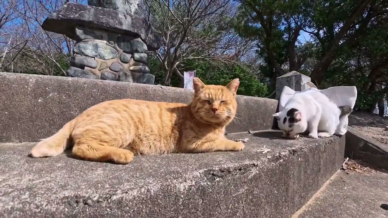 【今週の感動猫動画 2026/3/1w】今週撮った未公開猫動画まとめて公開-unreleased video of this week