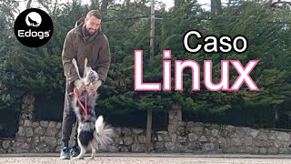 🔵 El caso de Linux - Perra insegura en el contacto con personas (Mini Aussi) by Equilibradogs - Psicología Canina 362 views 5 months ago 4 minutes, 44 seconds