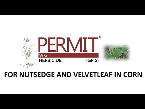 วีดีโอ: Velvetleaf Weed Control - วิธีกำจัดพืชใบกำมะหยี่