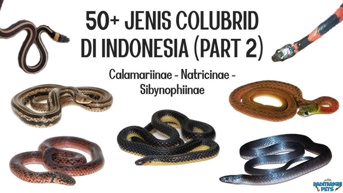 Jinsi shimlarda yarim yalangoch Biseksual porno video