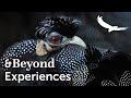 Experiences TV | Beyond Average Birding with SWAROVSKI OPTIK | South Africa