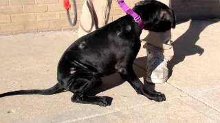 Mr. Speckles-Available At The Humane Society Of Missouri