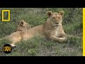 Safari Live - Day 35 | National Geographic