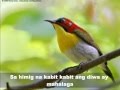 MAY IBONG KAKANTA KANTA (Mabuhay Singers)  Beautiful birds pics.wmv