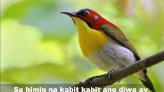 Video thumbnail of "MAY IBONG KAKANTA KANTA (Mabuhay Singers)  Beautiful birds pics.wmv"