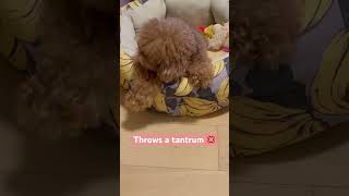 Beware ⚠ (Poodle dog throws tandrum) #poodle #dog