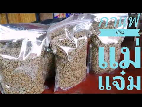 เดินทางไปซื้อเมล็ดกาแฟดิบบ้านแม่แจ๋ม อ.เมืองปาน จ.ลำปาง