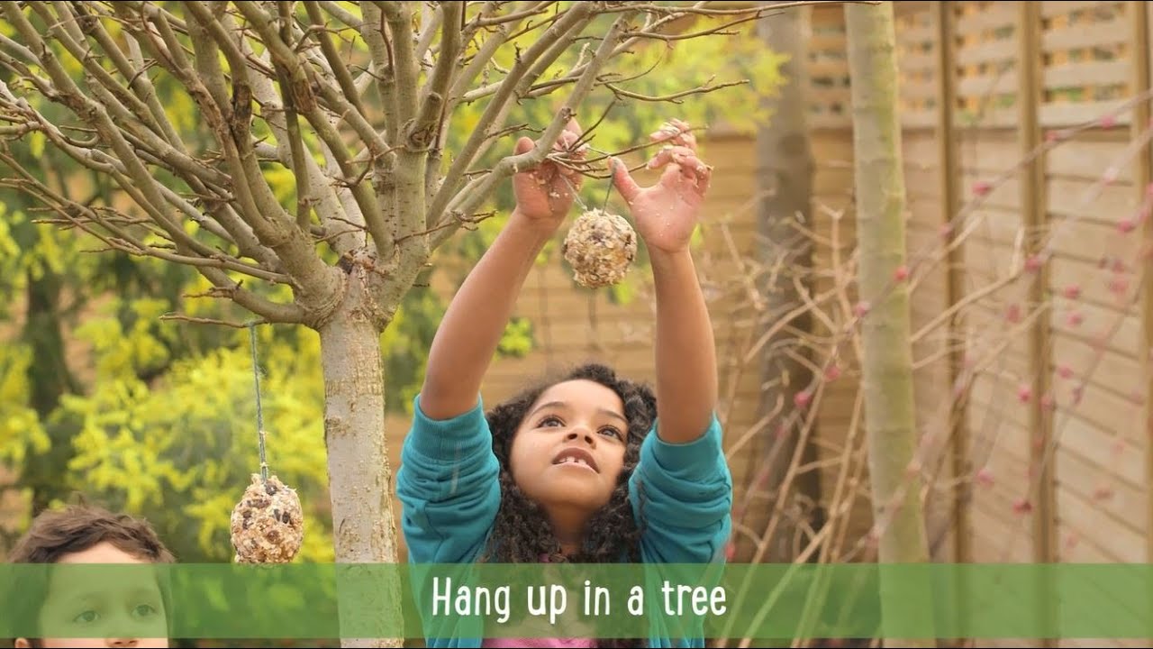 How to make a fat ball for birds in your garden YouTube