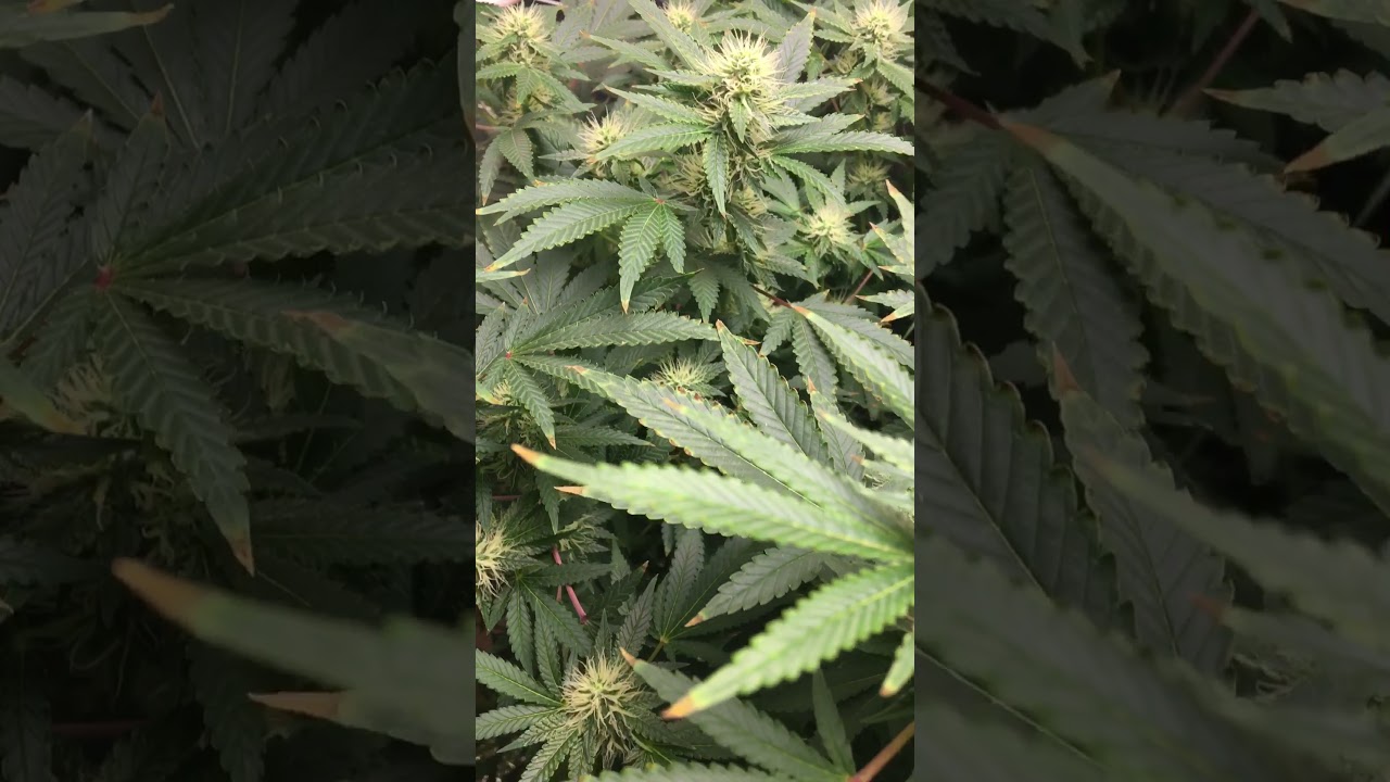 White widow week 4 of flower