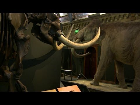 معرض في لندن لحيوان الماموث المنقرض