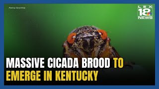 Cicadas are Coming to Kentucky