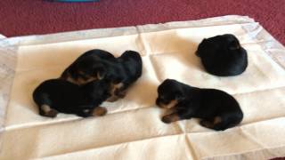 Yorkie Puppies 3 weeks old