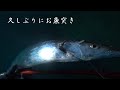 久しぶりの魚突きでお魚生活【珍しい魚！？】