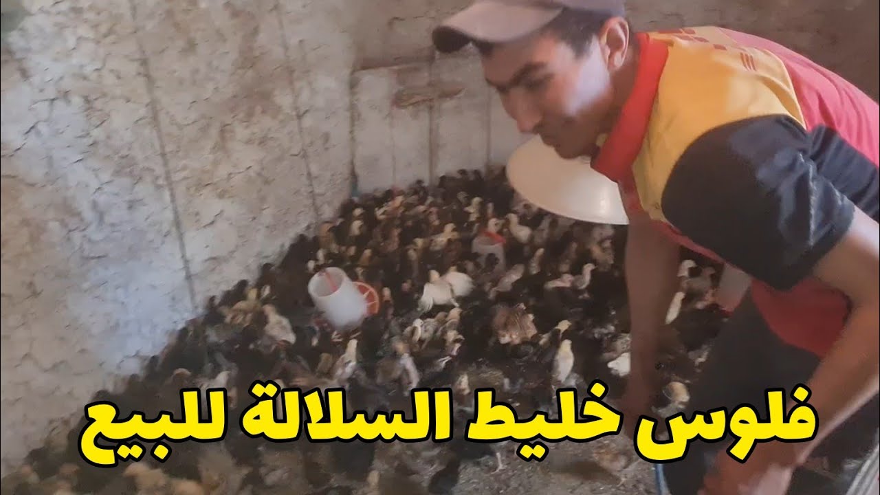 تربية الدجاج  فلوس خليط السلالة للبيع  كفاش تعامل الفلوس  في الصيف