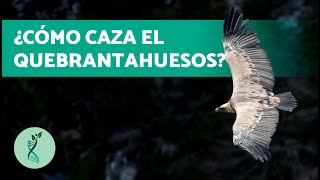 Qué Comen Los Quebrantahuesos? Características, Alimentación Y Hábitat