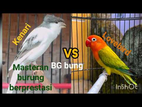 KOMBINASI GURU VOCAL TERBAIK KENARI _ CILILIN _ LOVEBIRD _ CIBLEK KRISTAL