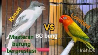 Masteran!! Lovebird dan kenari menaikkan emosi lawan suara jernih roll panjang 100%ampuh