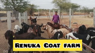 Renuka Goat Farm, Nagaur (Rajasthan)
