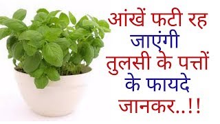 आंखें फटी रह जाएंगी तुलसी के पत्तों के फायदे जानकर Knowing the benefits of basil leaves