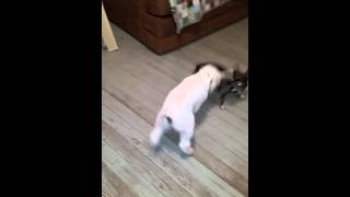 Baby Goat and a little dog.. Mitzy..chiweenie. by Tammy Lalack 4,002 views 8 years ago 1 minute, 47 seconds