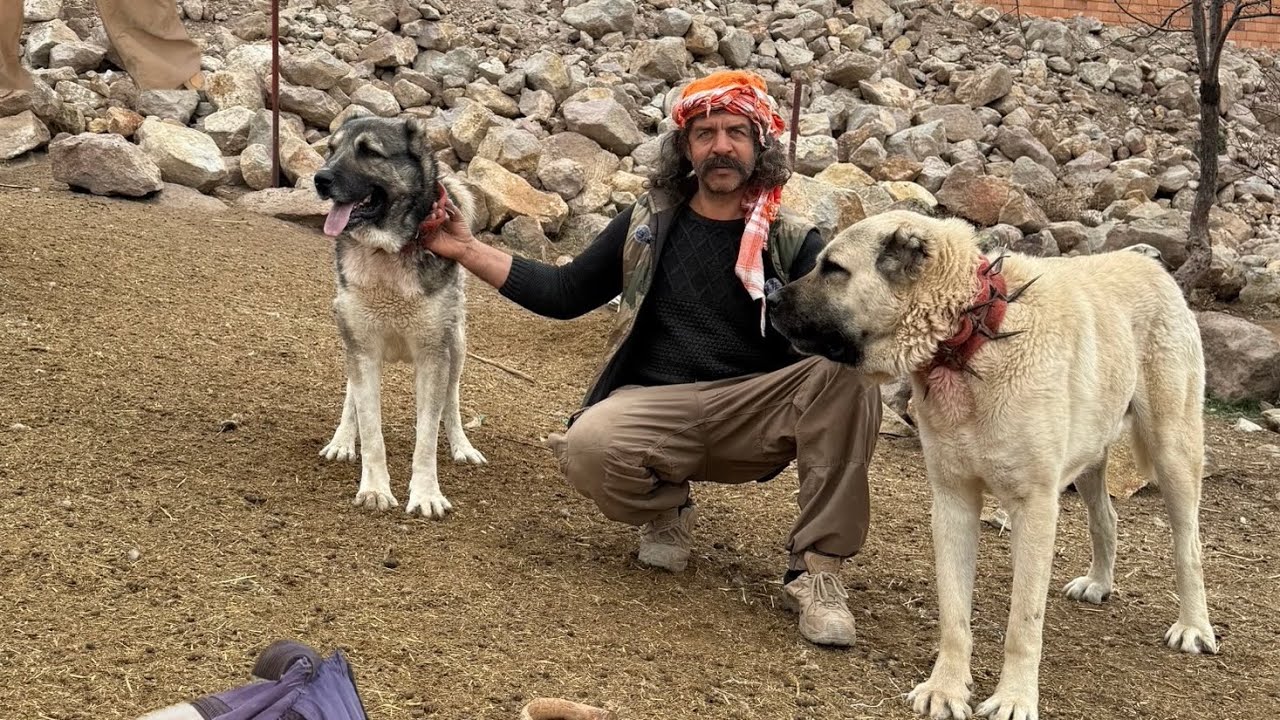 PALA DAYININ SADIK DOSTLARI KIZANI MI TERCİH EDECEK ?? YOKSA GÖREVİNİ Mİ ???! AĞIZ SÜTÜNÜN ÖNEMİİ !!