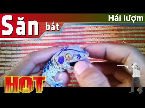 Video Tắc kè hoa, tắc kè làm cảnh, tắc kè đổi màu ĐT:... - youtube