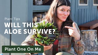 Can We SAVE This ALOE? — Ep. 373