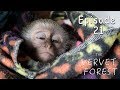 Baby Monkey Attacked By Eagles - Rescued By Animal Sanctuary -  Ep. 21