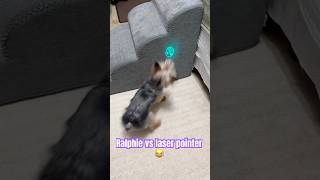 Ralphie the Yorkie chasing a laser beam like a cat #yorkie #dogplaying #funnydogvideos #hilarious 🤣
