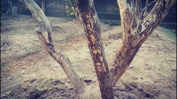 Tư vấn xử lý bệnh xì mủ trên cây bưởi tại nhà bác Lục ở huyện phúc thọ hà nội | Lão Nông Làm Vườn