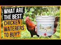 What Are the Best Chicken Waterers To Buy?
