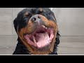 Huge Rottweiler angry about his nail clip