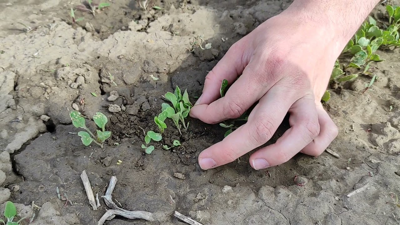 Debreceni Egyetem Közösségi Kert - Egyelés