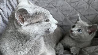 Mother cats and their kittens