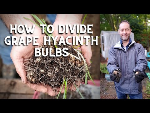 Vidéo: Propagation des jacinthes de raisin - Apprenez à propager les plantes de jacinthe de raisin Muscari