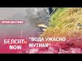 В Свислочи под Минском массовый мор рыбы