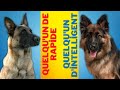 Malinois belge vs berger allemand  les 6 principales diffrences expliques