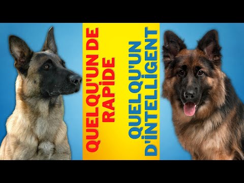 Vidéo: Quel chien est le meilleur malinois belge ou berger allemand ?