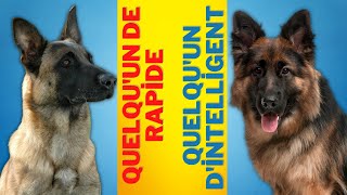 Malinois Belge Vs Berger Allemand : les 6 principales différences expliquées