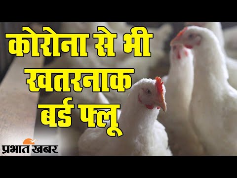 India में Bird Flu को लेकर विशेष अलर्ट, Coronavirus से भी खतरनाक Avian Influenza | Prabhat Khabar