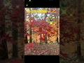 紅葉綺麗すぎる〜✨🍁 #紅葉 #倉木麻衣 #平成の名曲 #名探偵コナン #平成 #平成の宝石箱 #倉木麻衣ちゃん