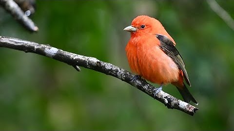 Nature Communications — Artificial light at night is a top predictor of bird migration stopover