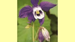 cfakepathwildflowersofturkey2 090619171420 phpapp02