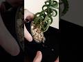 お気に入りの観葉植物を植替え #観葉植物